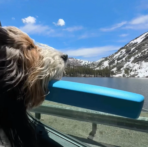 Portable Pet Car Chin Rest